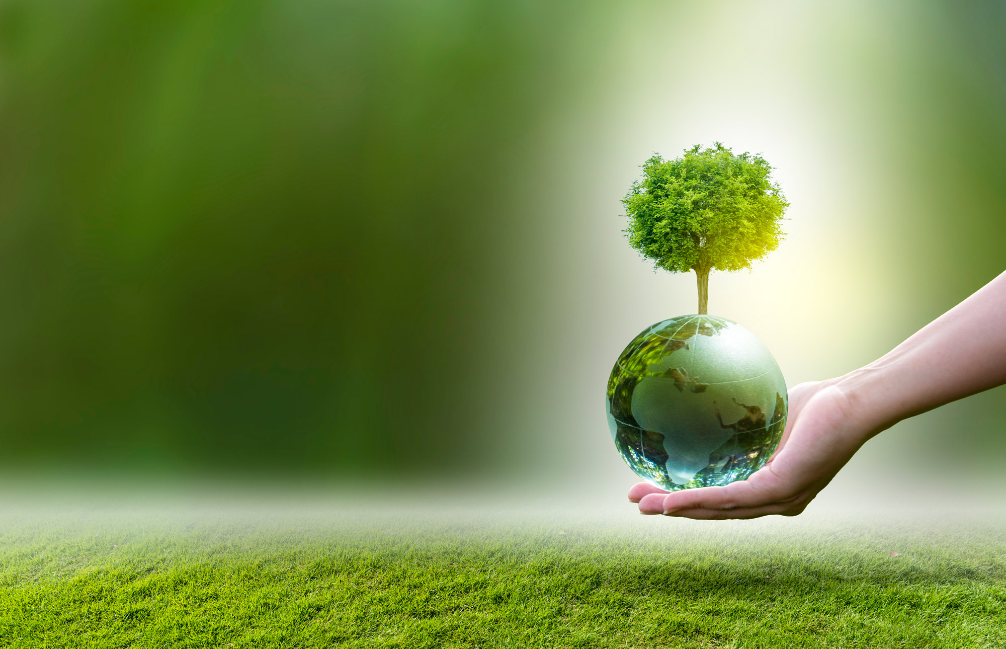 En person håller en jordglop i händerna där ett träd växer ut.